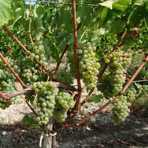 chateau-grand-chene-viognier-01