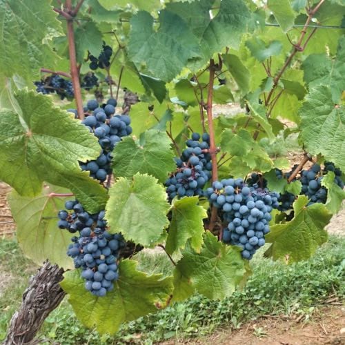 chateau-le-brezeguet-grand-chene-raisin-01